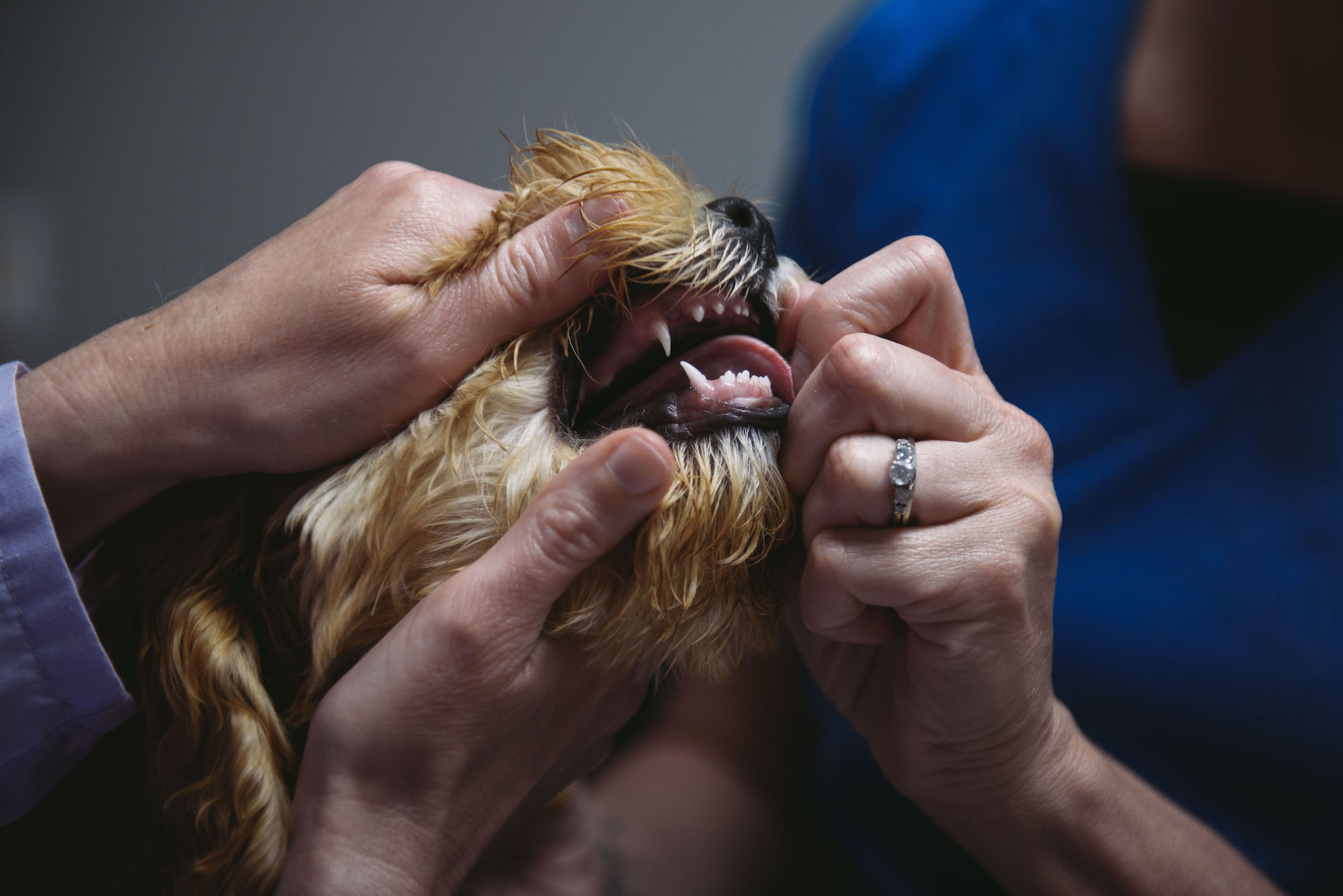 dog-dental-exam