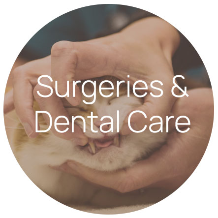 surgeries-dental-care
