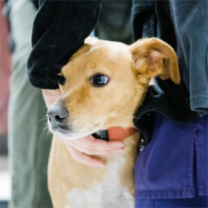 ccah-annarbor-animal-hospital-curious-dog v2